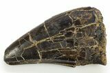 Fossil Tyrannosaurus (Trex) Premaxillary Tooth - South Dakota #310207-1